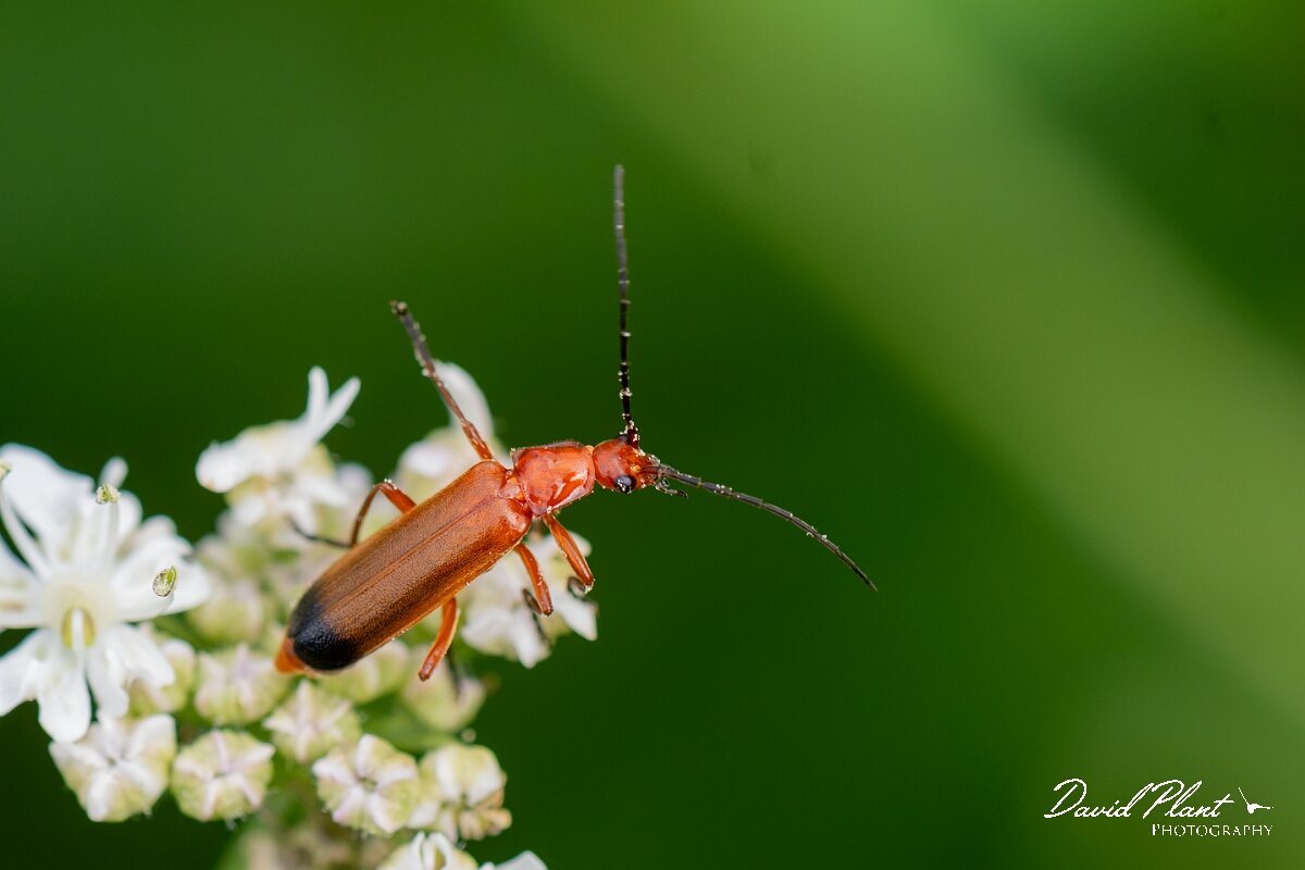 David Plant Photography - Wildlife Photography - Rhagonycha fulva - D.jpg - Common red soldier beetle, Rhagonycha fulva - North Somerset