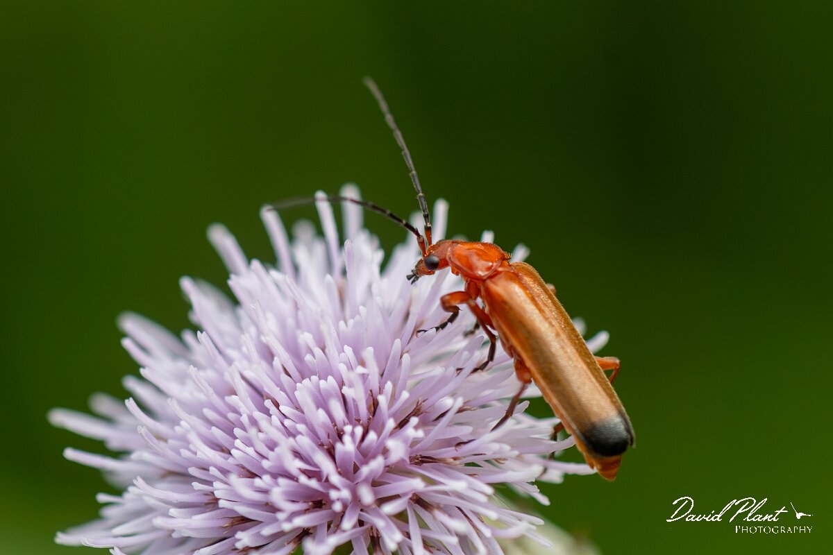 David Plant Photography - Wildlife Photography - Rhagonycha fulva - E.jpg - Common red soldier beetle, Rhagonycha fulva - North Somerset