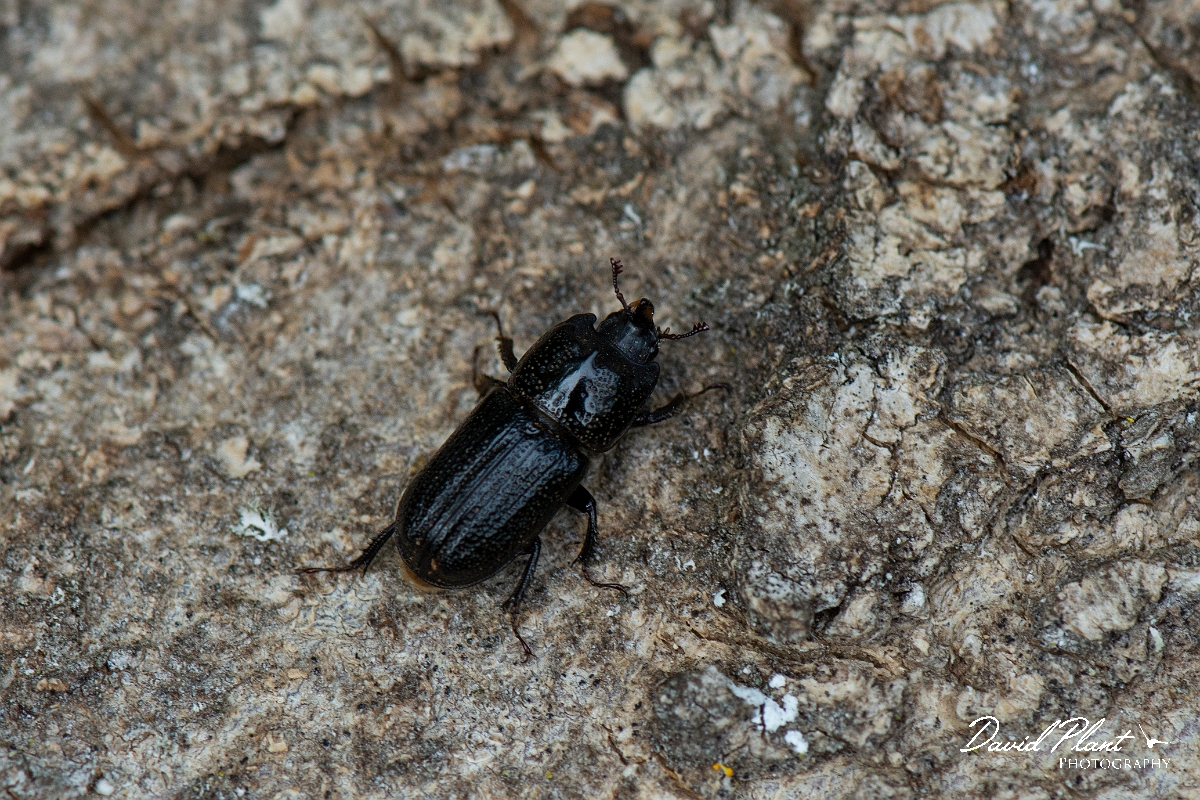 David Plant Photography - Wildlife Photography - Rhinoceros Beetle, Sinodendron cylindricum - A.JPG - Rhinoceros Beetle, Sinodendron cylindricum - Buckinghamshire