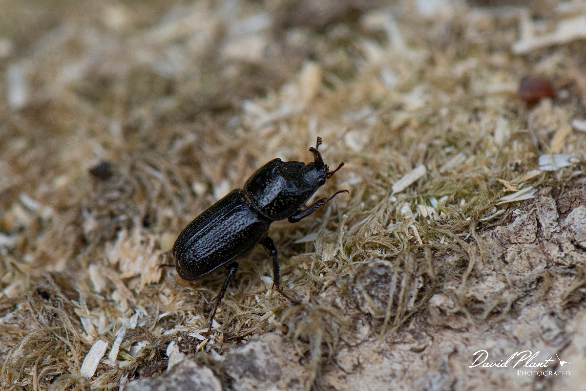 David Plant Photography - Wildlife Photography - Rhinoceros Beetle, Sinodendron cylindricum - C.JPG - Rhinoceros Beetle, Sinodendron cylindricum - Buckinghamshire