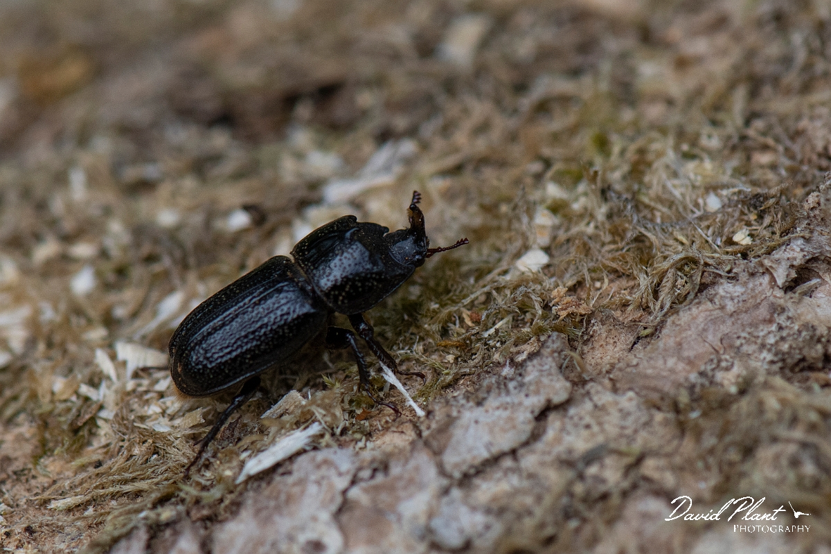 David Plant Photography - Wildlife Photography - Rhinoceros Beetle, Sinodendron cylindricum - D.JPG - Rhinoceros Beetle, Sinodendron cylindricum - Buckinghamshire