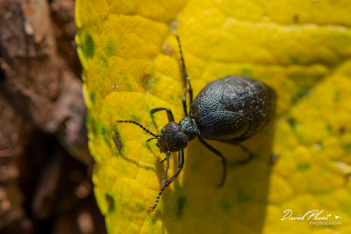 David Plant Photography - Wildlife Photography - Rugged oil beetle, Meloe rugosus - B.jpg - Rugged oil beetle, Meloe rugosus - Cotswolds