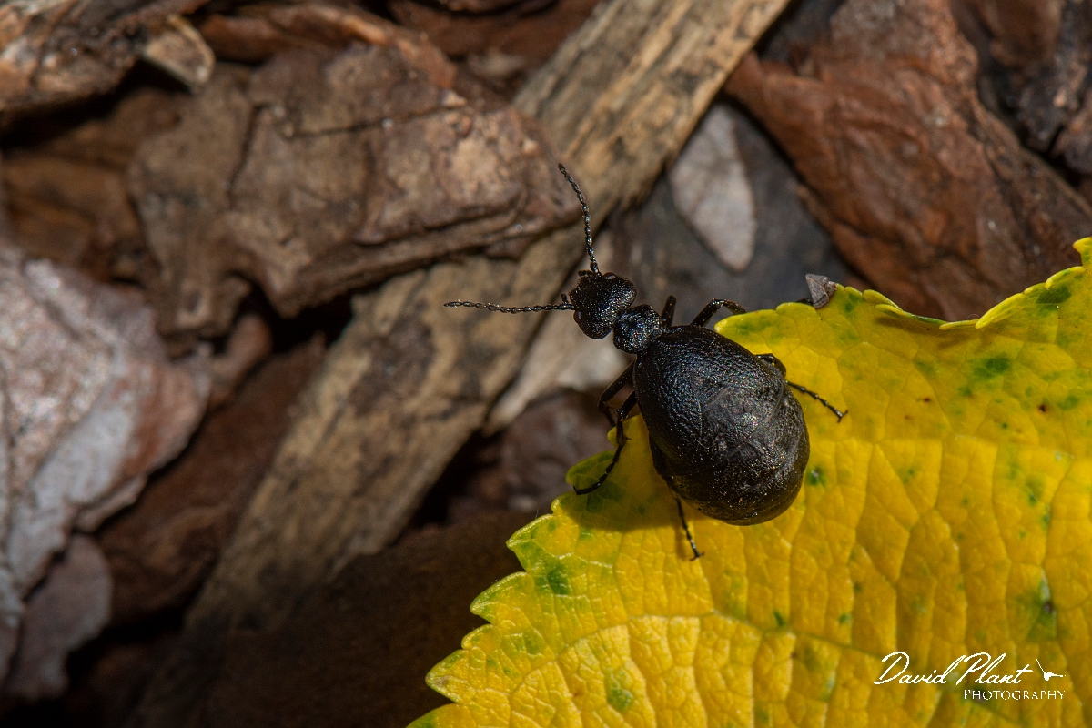 David Plant Photography - Wildlife Photography - Rugged oil beetle, Meloe rugosus - D.jpg - Rugged oil beetle, Meloe rugosus - Cotswolds