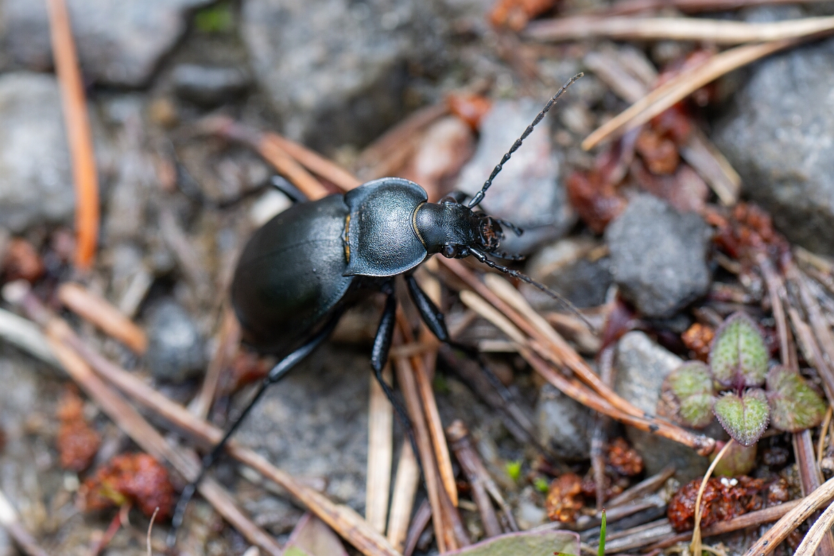David Plant Photography - Wildlife Photography - Smooth ground beetle, Carabus glabratus - A.jpg - Smooth ground beetle, Carabus glabratus - Highland