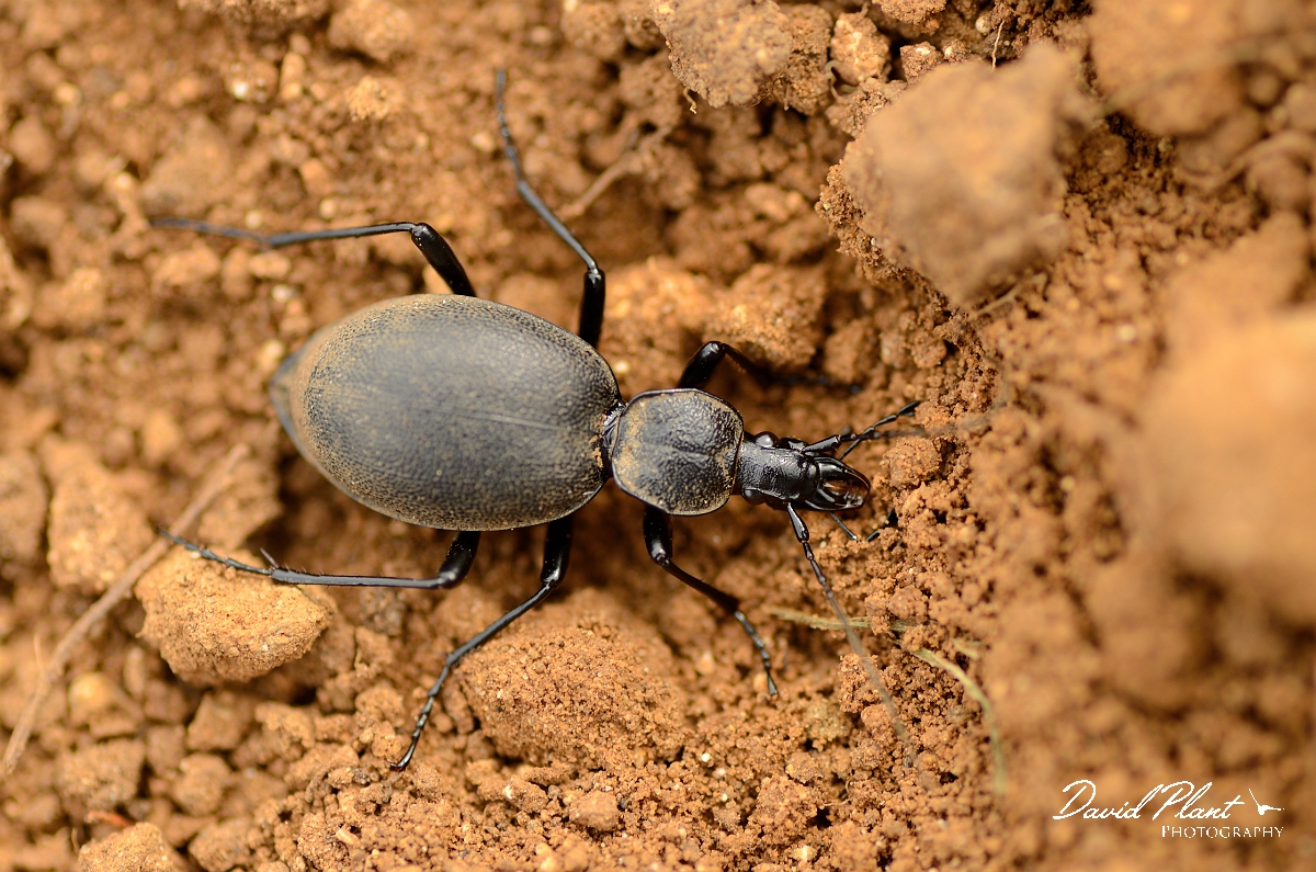 David Plant Photography - Wildlife Photography - Snail hunter - Cychrus caraboides - A.jpg - Snail hunter, Cychrus caraboides - Cambridegshire