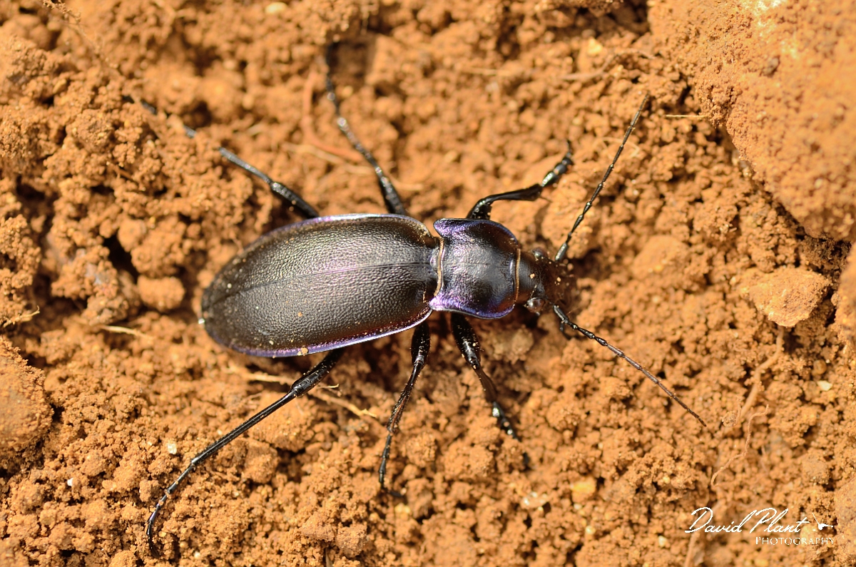 David Plant Photography - Wildlife Photography - Violet ground beetle - Carabus violaceus - A.jpg - Violet ground beetle, Carabus violaceus - Cambridgeshire