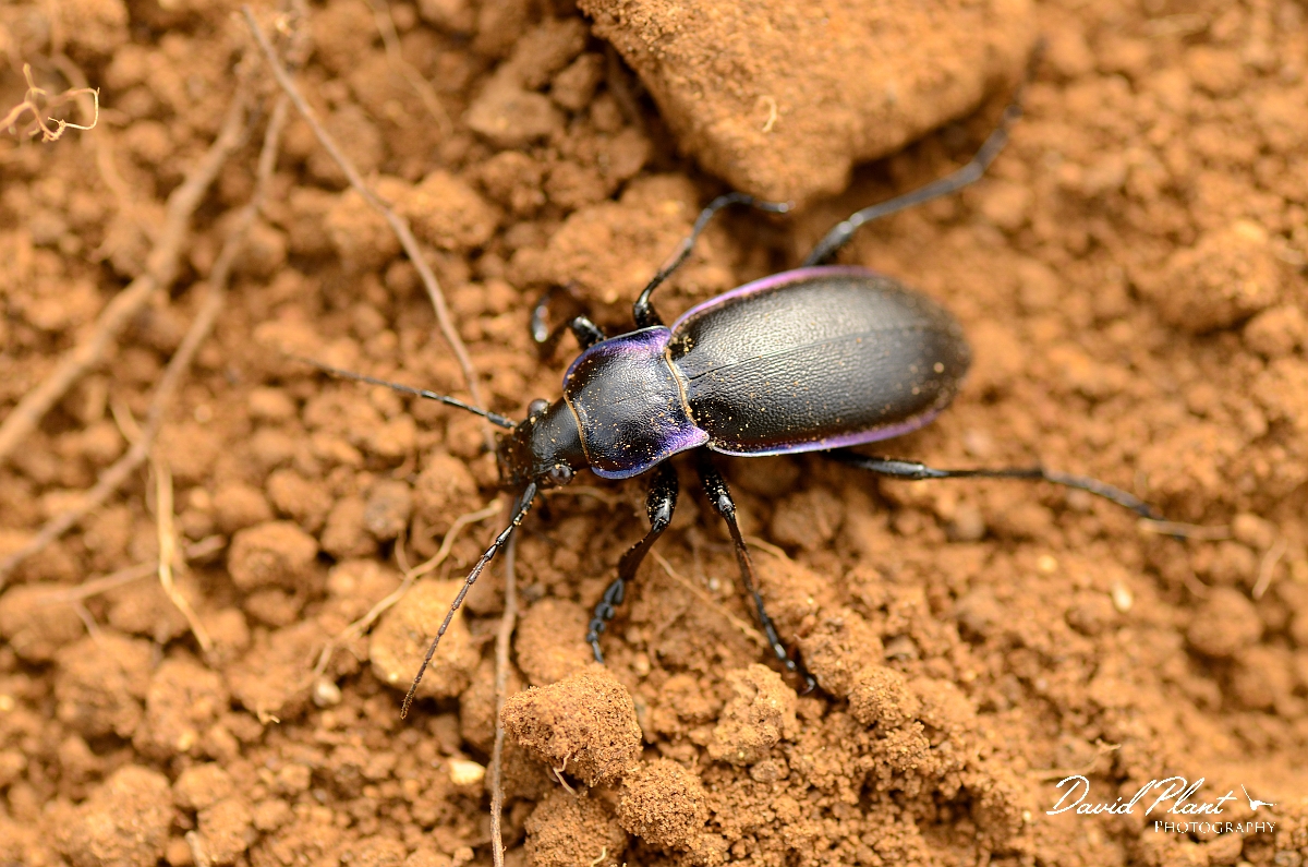 David Plant Photography - Wildlife Photography - Violet ground beetle - Carabus violaceus - C.jpg - Violet ground beetle, Carabus violaceus - Cambridgeshire