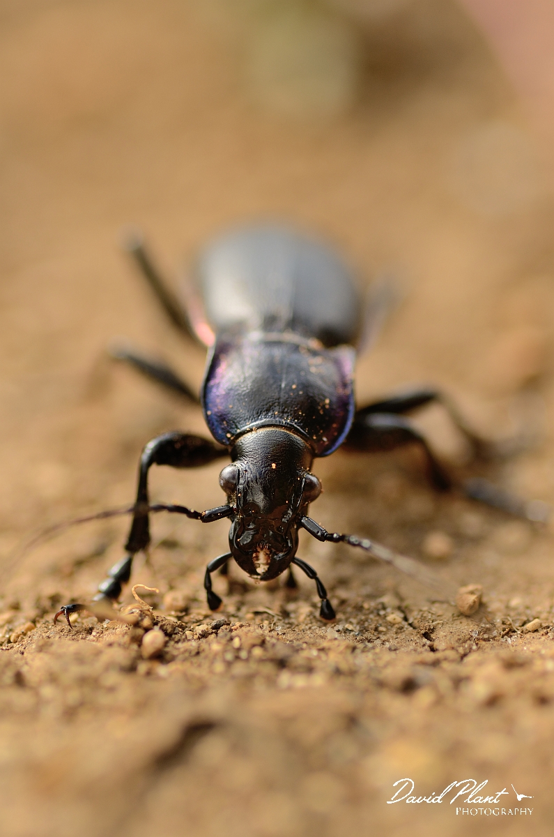 David Plant Photography - Wildlife Photography - Violet ground beetle - Carabus violaceus - D.jpg - Violet ground beetle, Carabus violaceus head on - Cambridgeshire