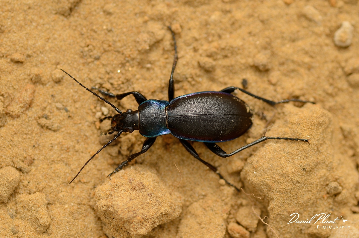 David Plant Photography - Wildlife Photography - Violet ground beetle - Carabus violaceus - F.jpg - Violet ground beetle, Carabus violaceus - Cambridgeshire