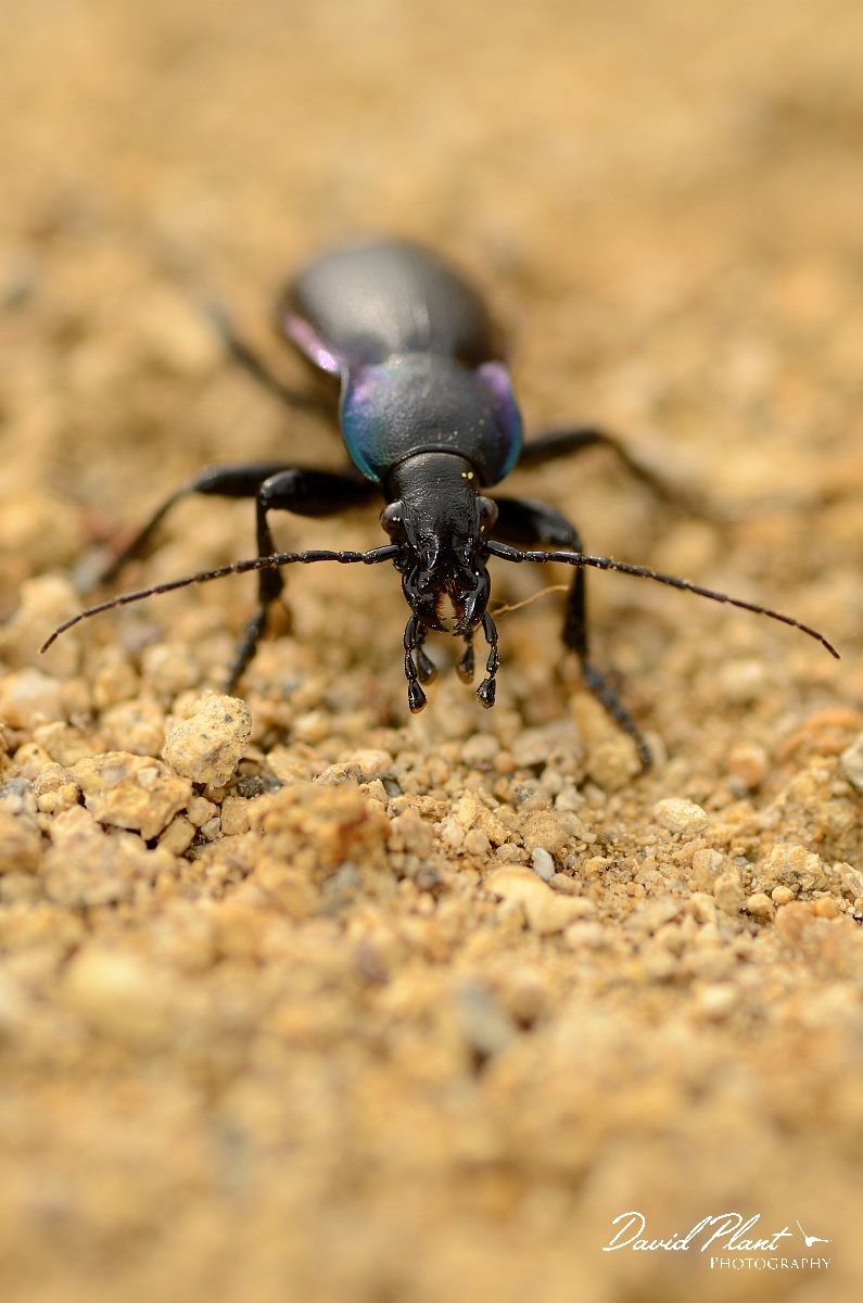 David Plant Photography - Wildlife Photography - Violet ground beetle - Carabus violaceus - G.jpg - Violet ground beetle, Carabus violaceus head on - Cambridgeshire