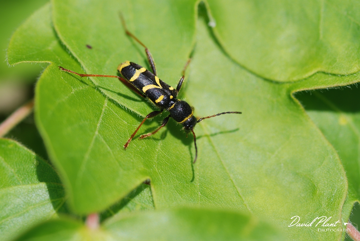 David Plant Photography - Wildlife Photography - Wasp beetle - C.JPG - Wasp beetle, Clytus arietis - Gloucestershire
