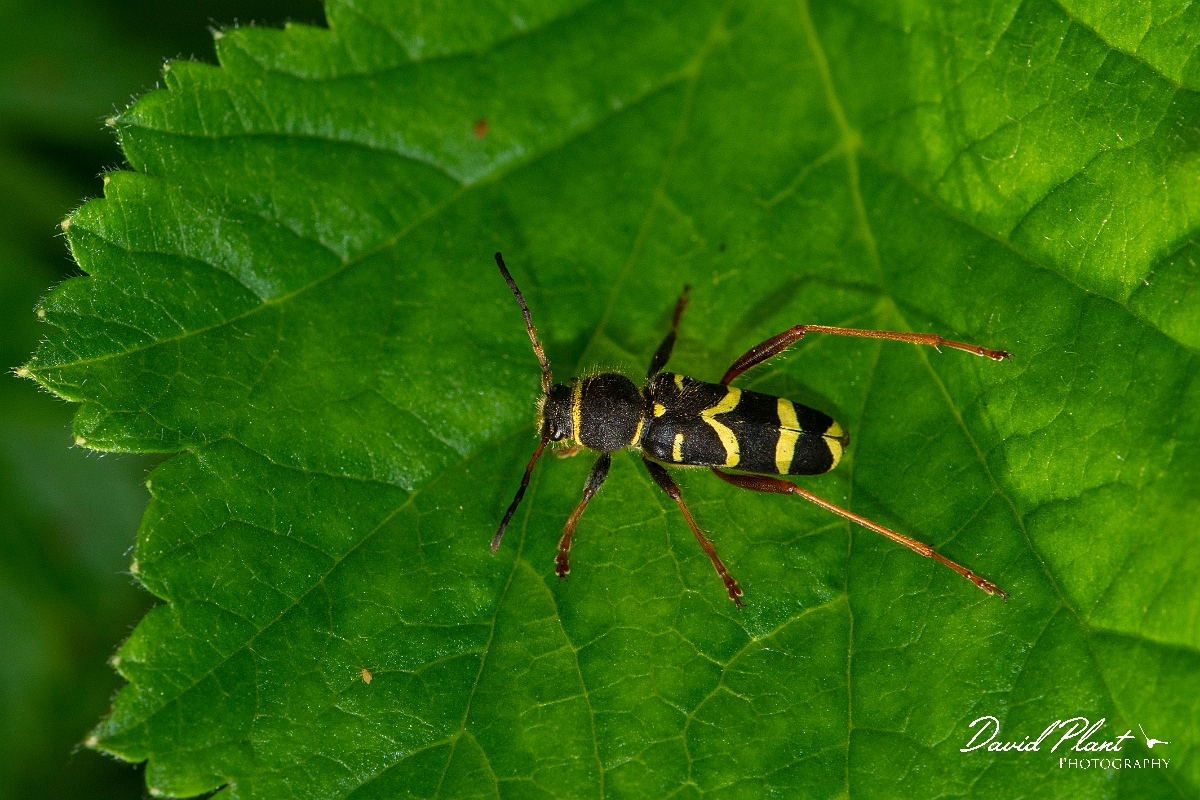 David Plant Photography - Wildlife Photography - Wasp beetle, Clytus arietis - D.jpg - Wasp beetle, Clytus arietis - Cotswolds