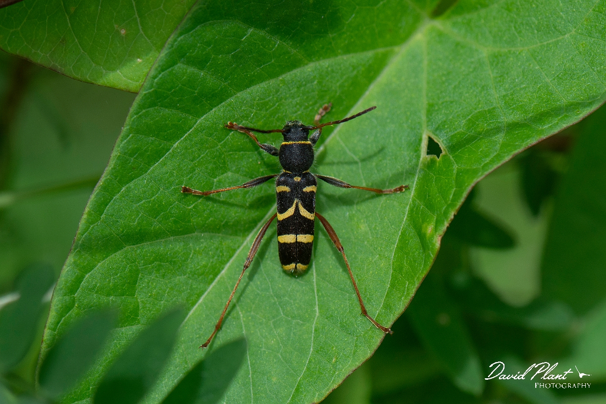 David Plant Photography - Wildlife Photography - Wasp beetle, Clytus arietis - F.JPG - Wasp beetle, Clytus arietis - Cambridgeshire