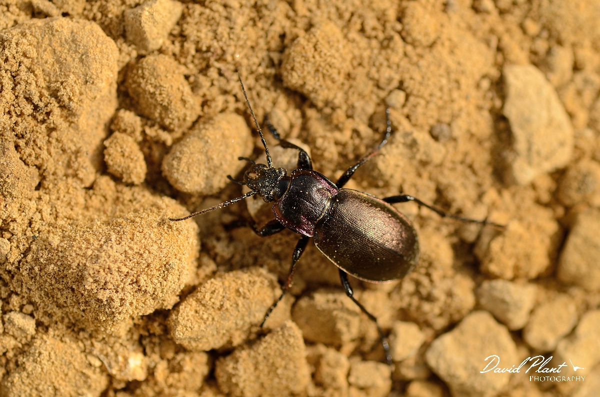 David Plant Photography - Wildlife Photography - Wood ground-beetle - Carabus nemoralis - A.jpg - Wood ground-beetle, Carabus nemoralis - Cambridgeshire