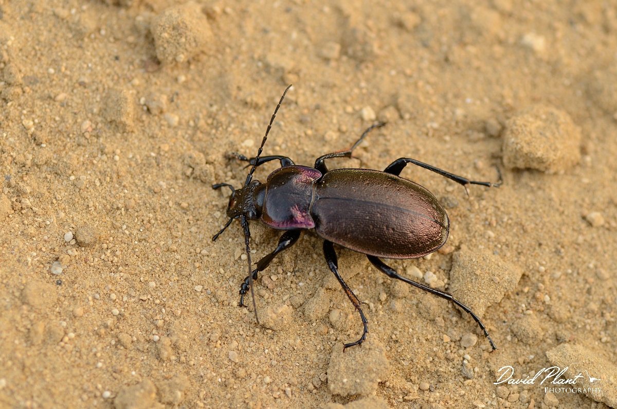 David Plant Photography - Wildlife Photography - Wood ground-beetle - Carabus nemoralis - B.jpg - Wood ground-beetle, Carabus nemoralis - Cambridgeshire