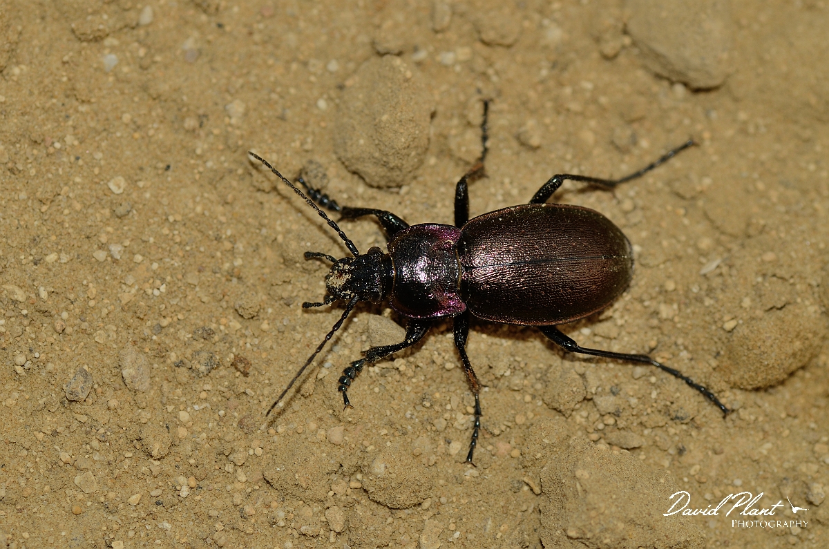 David Plant Photography - Wildlife Photography - Wood ground-beetle - Carabus nemoralis - C.jpg - Wood ground-beetle, Carabus nemoralis - Cambridgeshire