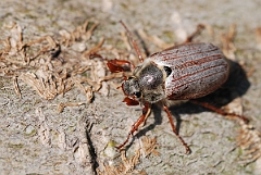 David Plant Photography - Wildlife Photographer - Cockchafer - B