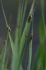 David Plant Photography - Wildlife Photographer - Donacia clavipes - A