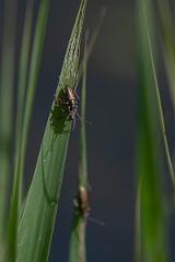 David Plant Photography - Wildlife Photographer - Donacia clavipes - B