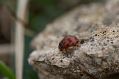 David Plant Photography - Wildlife Photography - 24-spot ladybird - A