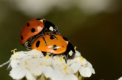 David Plant Photography - Wildlife Photography - 7-spot ladybird - A
