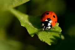 David Plant Photography - Wildlife Photography - 7-spot ladybird - B