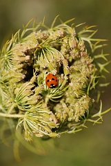 David Plant Photography - Wildlife Photography - 7-spot ladybird - C