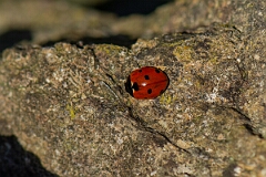 David Plant Photography - Wildlife Photography - 7-spot ladybird - D