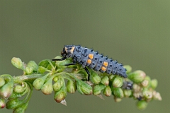 David Plant Photography - Wildlife Photography - 7-spot ladybird - E
