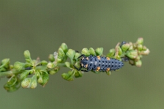 David Plant Photography - Wildlife Photography - 7-spot ladybird - F