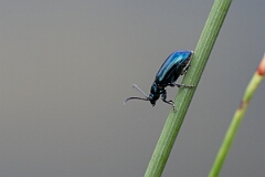 David Plant Photography - Wildlife Photography - Altica lythri - B