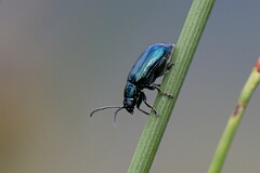 David Plant Photography - Wildlife Photography - Altica lythri - C