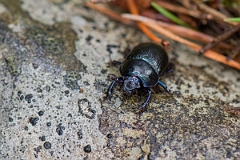 David Plant Photography - Wildlife Photography - Anoplotrupes stercorosus - A