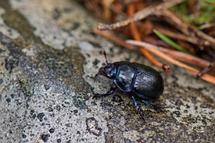 David Plant Photography - Wildlife Photography - Anoplotrupes stercorosus - B