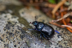 David Plant Photography - Wildlife Photography - Anoplotrupes stercorosus - C
