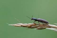 David Plant Photography - Wildlife Photography - Athous haemorrhoidalis - A