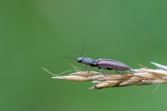 David Plant Photography - Wildlife Photography - Athous haemorrhoidalis - C