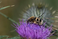 David Plant Photography - Wildlife Photography - Bee beetle, Trichius fasciatus - B
