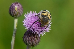 David Plant Photography - Wildlife Photography - Bee beetle, Trichius fasciatus - C