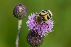 David Plant Photography - Wildlife Photography - Bee beetle, Trichius fasciatus - D