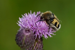 David Plant Photography - Wildlife Photography - Bee beetle, Trichius fasciatus - E