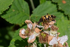 David Plant Photography - Wildlife Photography - Black and yellow longhorn beetle, Rutpela maculata - C