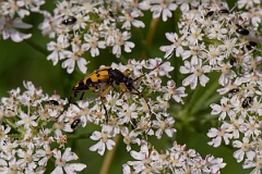David Plant Photography - Wildlife Photography - Black and yellow longhorn beetle, Rutpela maculata - D