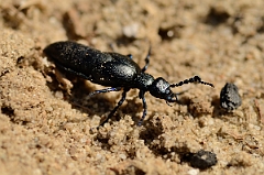 David Plant Photography - Wildlife Photography - Black oil beetle - Meloe proscarabaeus - A