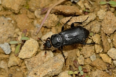 David Plant Photography - Wildlife Photography - Black sexton-beetle, Nicrophorus humator - B