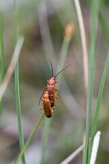 David Plant Photography - Wildlife Photography - Black-tipped soldier beetle - C