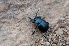 David Plant Photography - Wildlife Photography - Bloody-nosed beetle, Timarcha tenebricosa - A