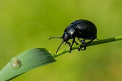 David Plant Photography - Wildlife Photography - Bloody-nosed beetle, Timarcha tenebricosa - B