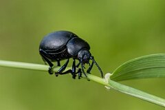 David Plant Photography - Wildlife Photography - Bloody-nosed beetle, Timarcha tenebricosa - C