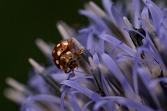 David Plant Photography - Wildlife Photography - Calvia quatuordecimguttata - A